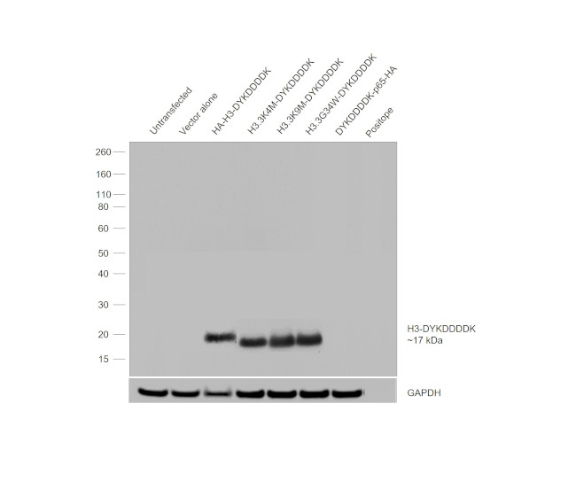 DYKDDDDK Tag Antibody in Western Blot (WB)