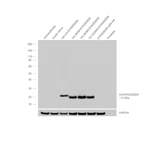 DYKDDDDK Tag Antibody in Western Blot (WB)