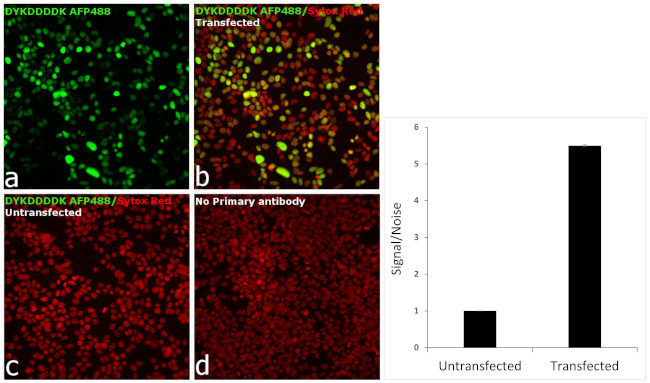 DYKDDDDK Tag Antibody in Immunocytochemistry (ICC/IF)