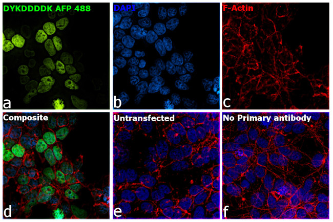 DYKDDDDK Tag Antibody in Immunocytochemistry (ICC/IF)