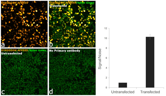 DYKDDDDK Tag Antibody in Immunocytochemistry (ICC/IF)