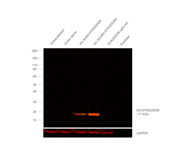 DYKDDDDK Tag Antibody in Western Blot (WB)