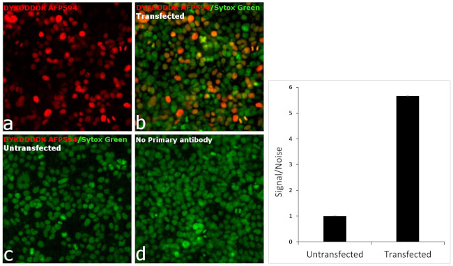 DYKDDDDK Tag Antibody in Immunocytochemistry (ICC/IF)