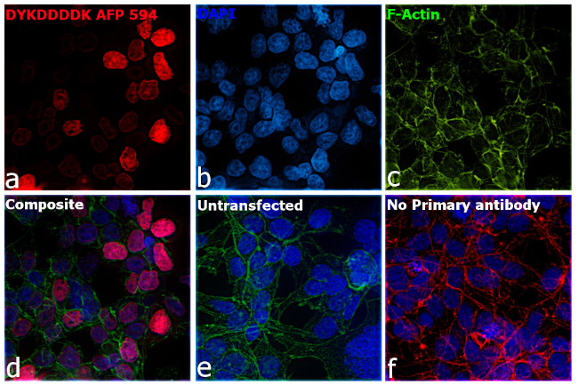 DYKDDDDK Tag Antibody in Immunocytochemistry (ICC/IF)