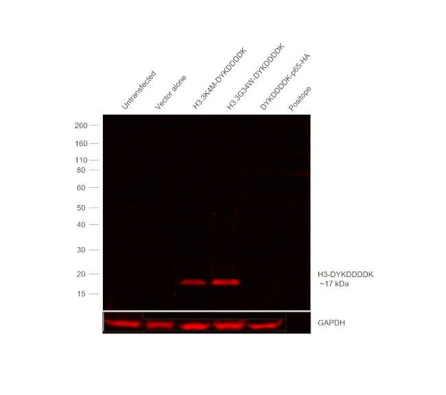 DYKDDDDK Tag Antibody