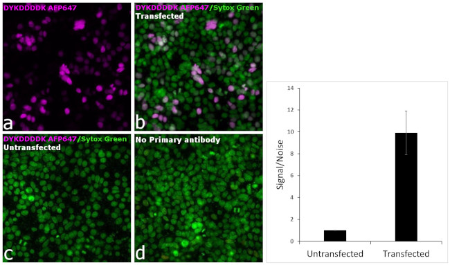 DYKDDDDK Tag Antibody in Immunocytochemistry (ICC/IF)