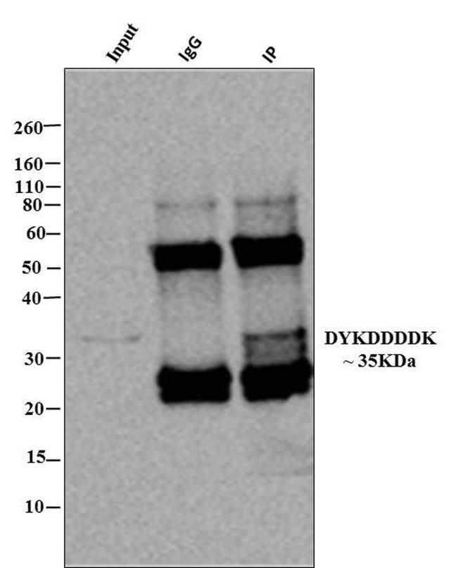 DYKDDDDK Tag Antibody in Immunoprecipitation (IP)