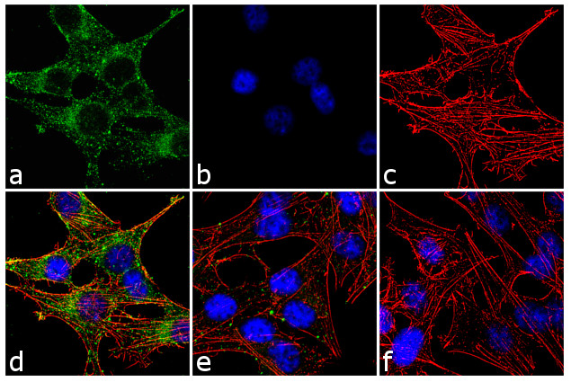 Connexin 36 Antibody in Immunocytochemistry (ICC/IF)