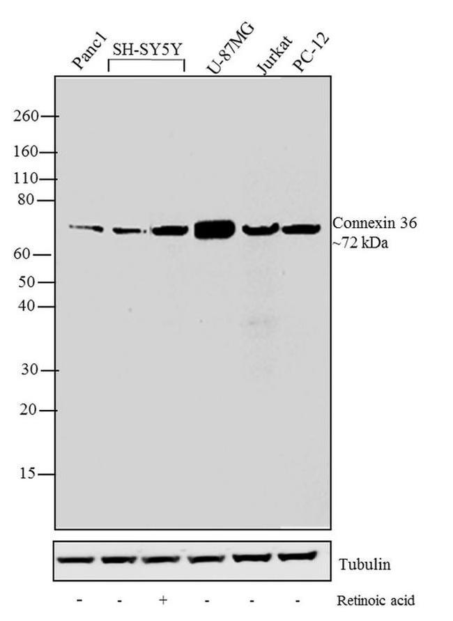 Connexin 36 Antibody in Western Blot (WB)