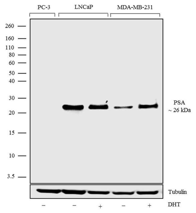 PSA Antibody in Western Blot (WB)