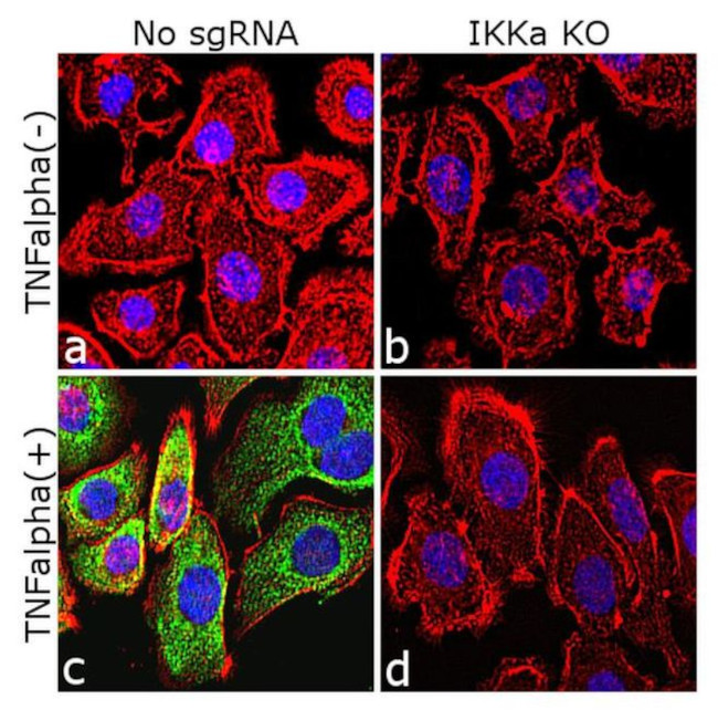 Phospho-IKK alpha/beta (Ser176, Ser180) Antibody