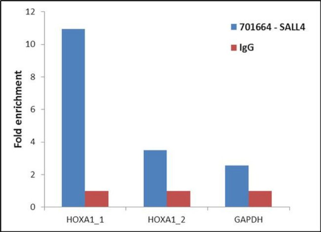 SALL4 Antibody in ChIP Assay (ChIP)