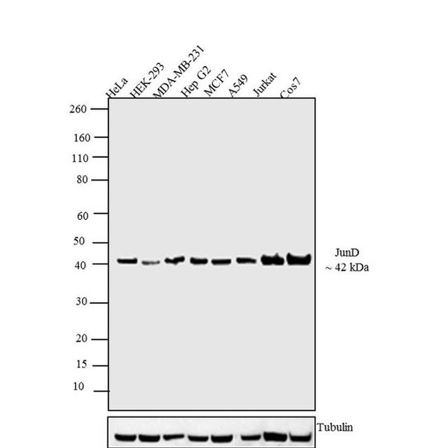 JunD Antibody in Western Blot (WB)