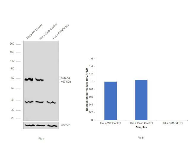 SMAD4 Antibody