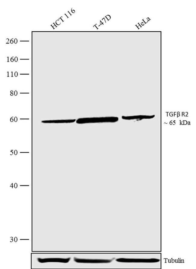 TGFBR2 Antibody in Western Blot (WB)