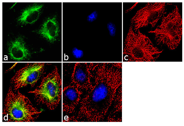 ATG12 Antibody in Immunocytochemistry (ICC/IF)