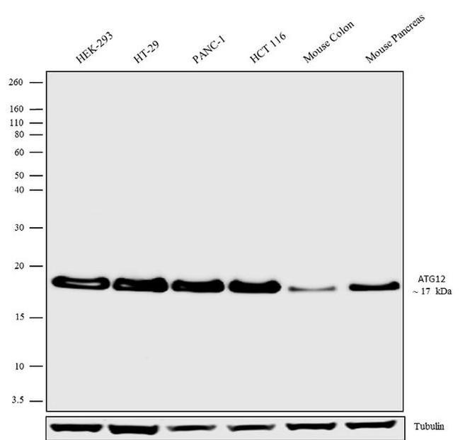 ATG12 Antibody in Western Blot (WB)