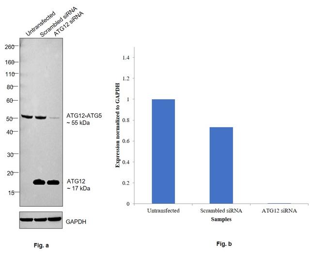 ATG12 Antibody in Western Blot (WB)