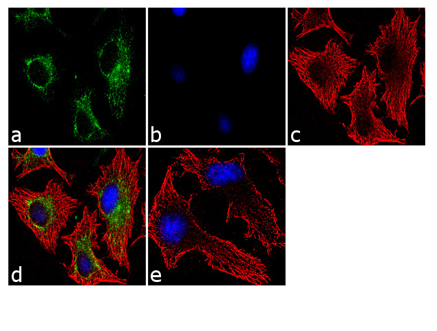 ATG16L1 Antibody in Immunocytochemistry (ICC/IF)