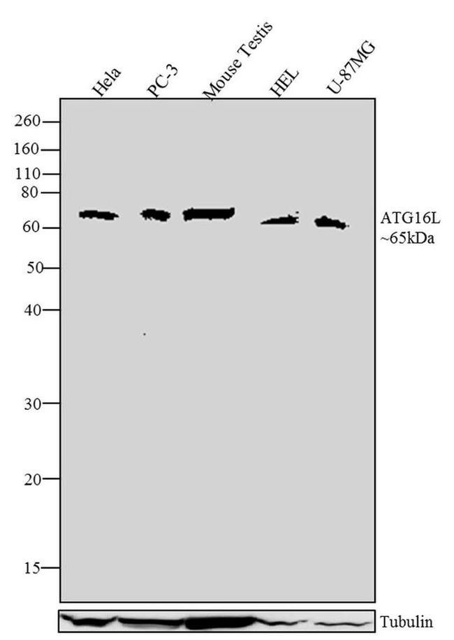 ATG16L1 Antibody in Western Blot (WB)