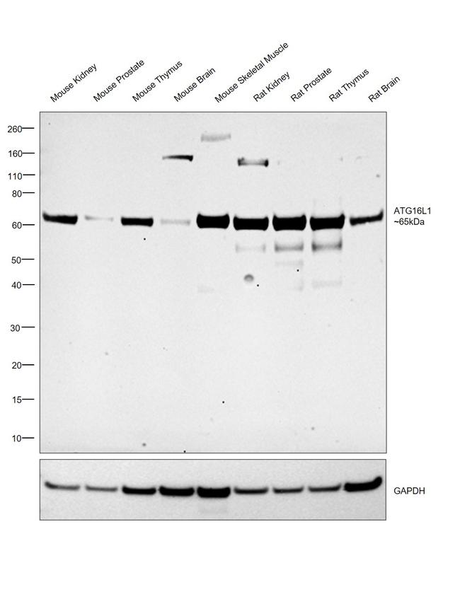 ATG16L1 Antibody in Western Blot (WB)