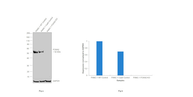 FOXA2 Antibody in Western Blot (WB)