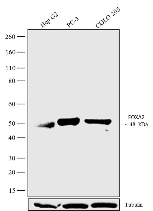 FOXA2 Antibody in Western Blot (WB)