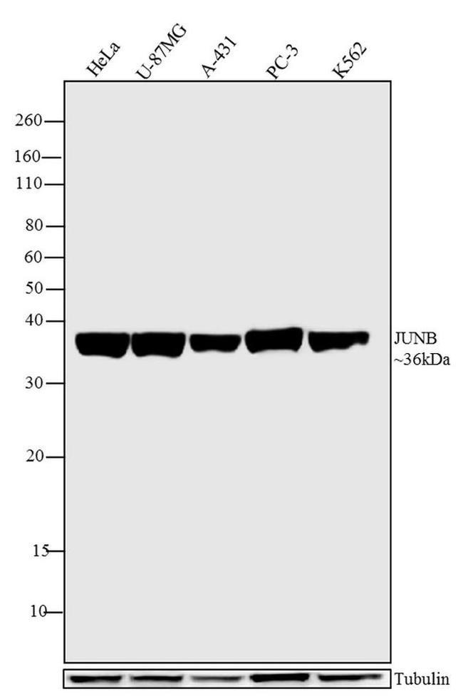 JunB Antibody in Western Blot (WB)