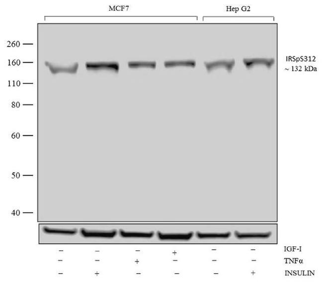 Phospho-IRS1 (Ser312) Antibody in Western Blot (WB)