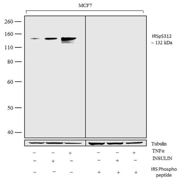 Phospho-IRS1 (Ser312) Antibody in Western Blot (WB)