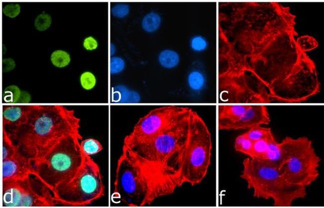 Phospho-IRS1 (Ser616) Antibody