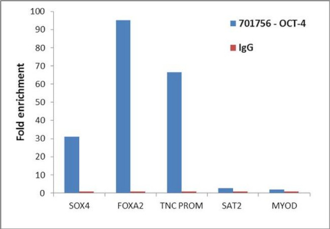 OCT4 Antibody in ChIP Assay (ChIP)