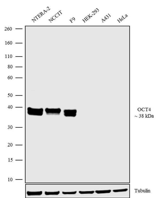 OCT4 Antibody in Western Blot (WB)