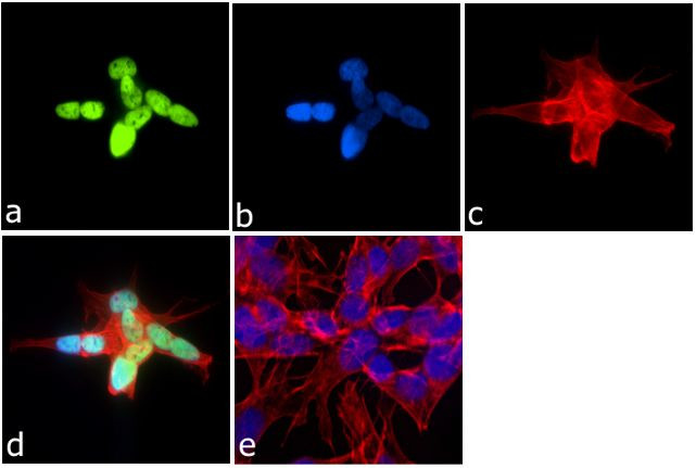 H3K4me1 Antibody in Immunocytochemistry (ICC/IF)