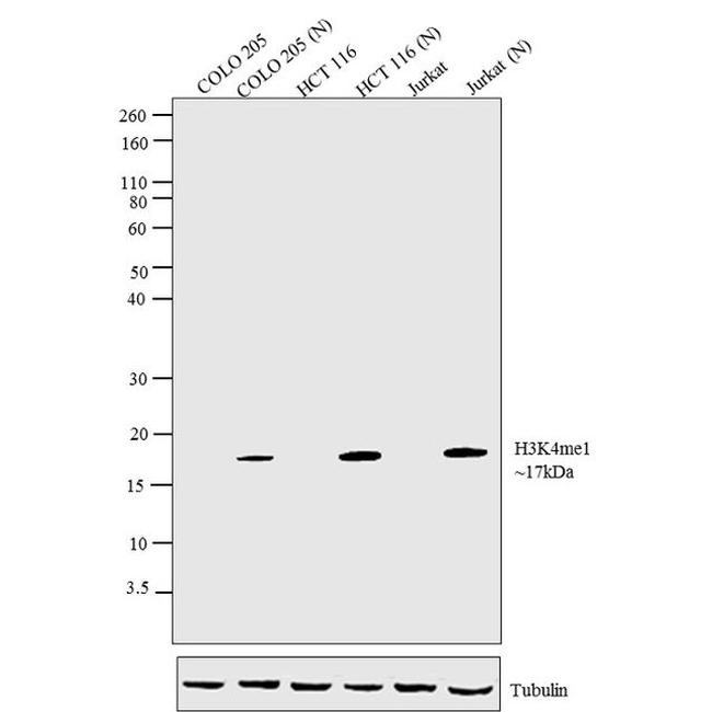 H3K4me1 Antibody in Western Blot (WB)