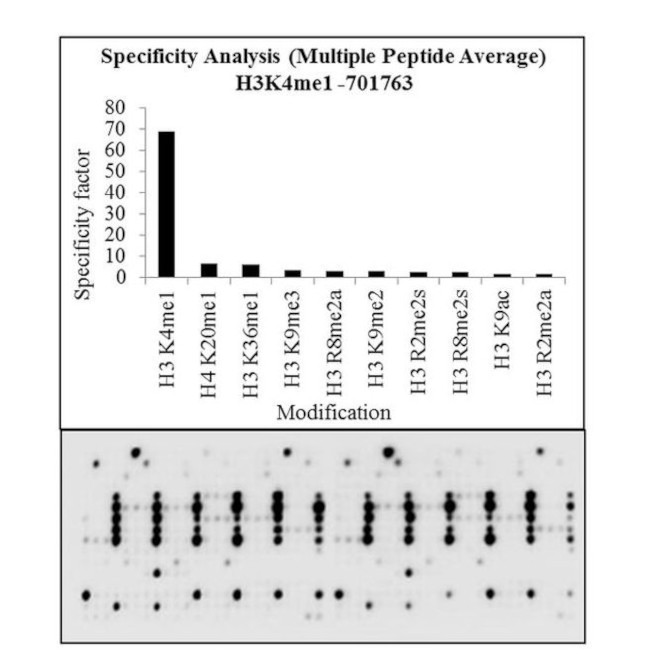 H3K4me1 Antibody in Peptide array (ARRAY)