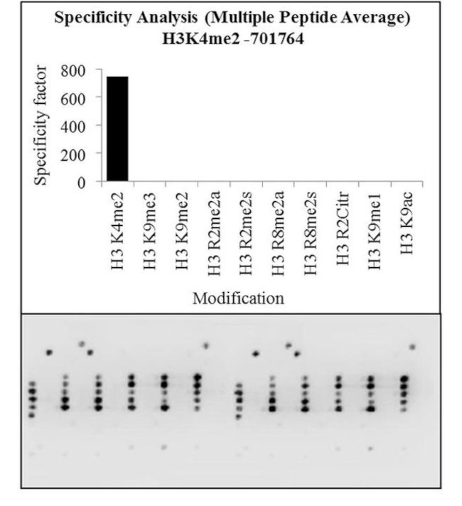 H3K4me2 Antibody