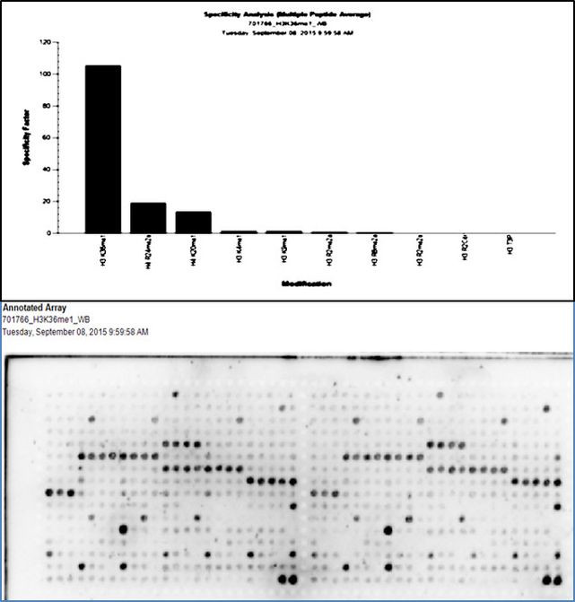 H3K36me1 Antibody in Peptide array (ARRAY)