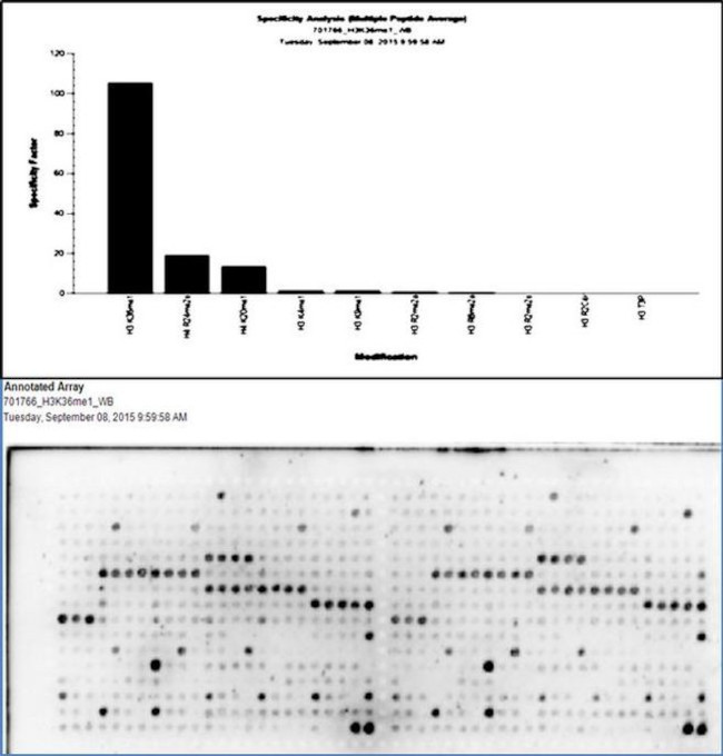 H3K36me1 Antibody