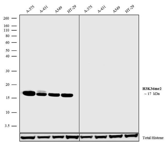 H3K36me2 Antibody in Western Blot (WB)