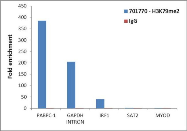 H3K79me2 Antibody in ChIP Assay (ChIP)