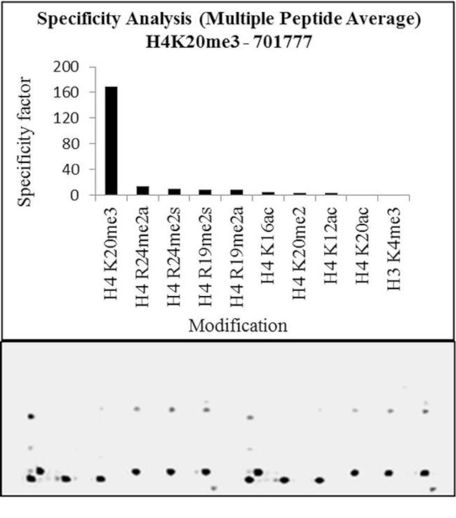 H4K20me3 Antibody in Peptide array (ARRAY)