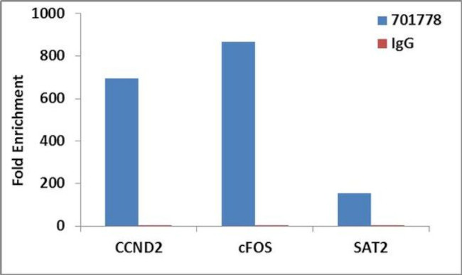 H4K20ac Antibody