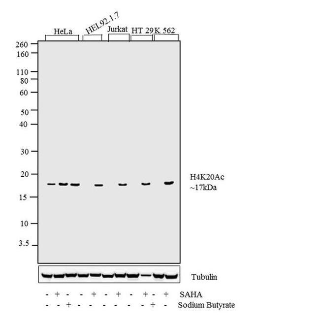 H4K20ac Antibody