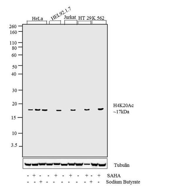 H4K20ac Antibody in Western Blot (WB)