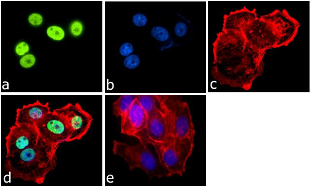 H4K20ac Antibody in Immunocytochemistry (ICC/IF)