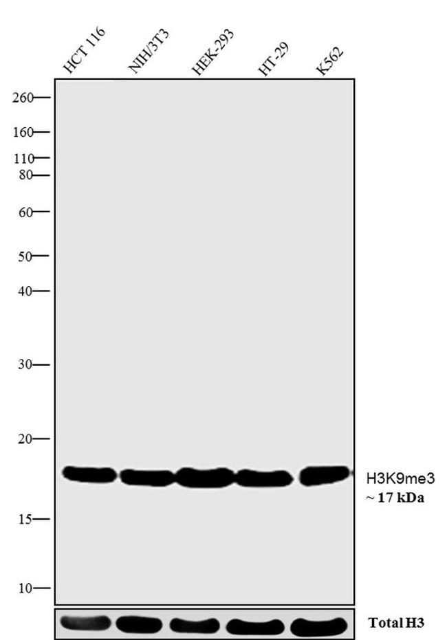 H3K9me3 Antibody in Western Blot (WB)