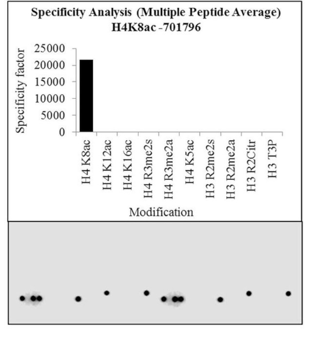 H4K8ac Antibody