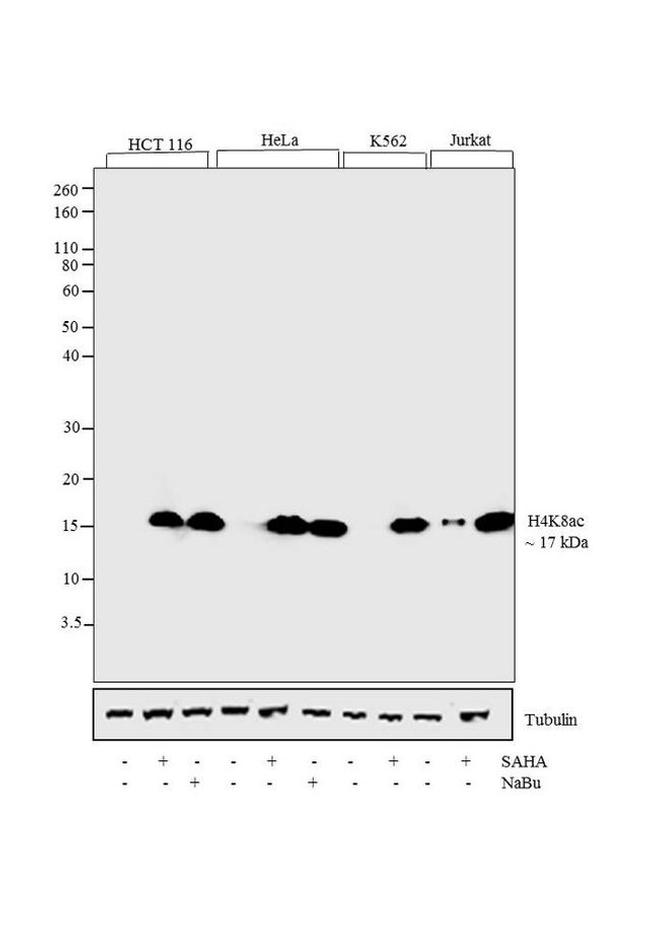 H4K8ac Antibody in Western Blot (WB)