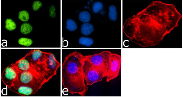 H4K8ac Antibody in Immunocytochemistry (ICC/IF)